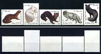 СССР набор из 5 марок (2, 4, 6, 10 и 15 копеек) 1980 Ценные породы пушных зверей - серебристо-черная лисица, вуалевый песец, темно-коричневая норка, белая азербайджанская нутрия, черный соболь Загорский 5018, 5019, 5020, 5021 и 5022    марка с оригинальны